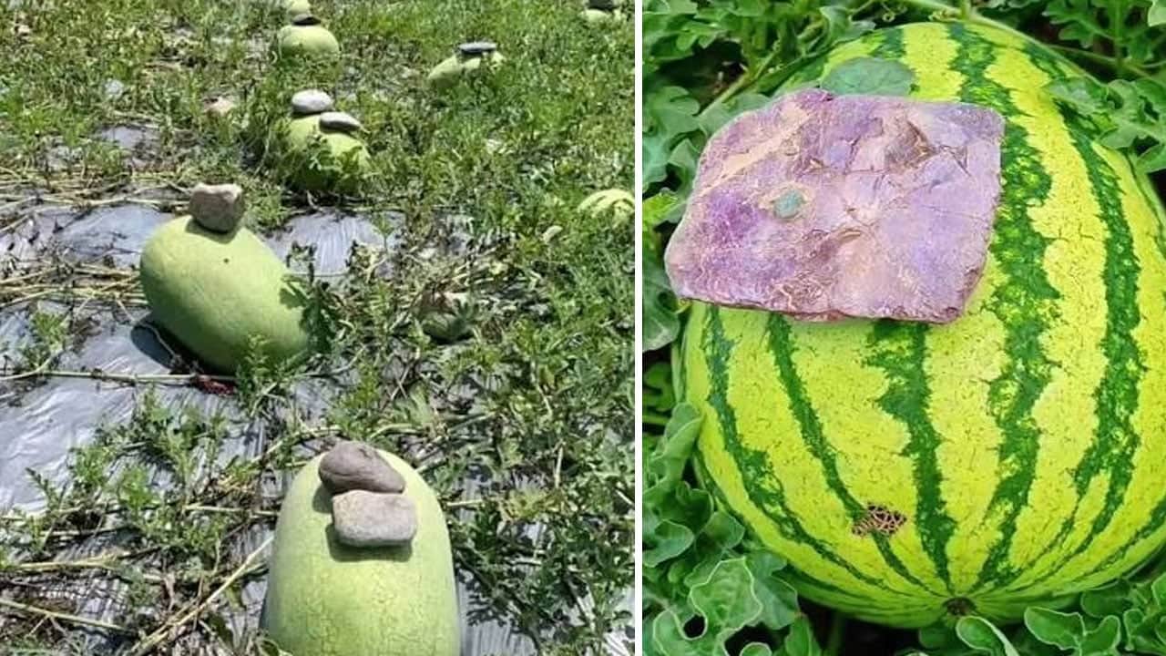 Foto - Karpuzların üzerine taş koyuyorlar, fiyatı iki katına çıkıyor!