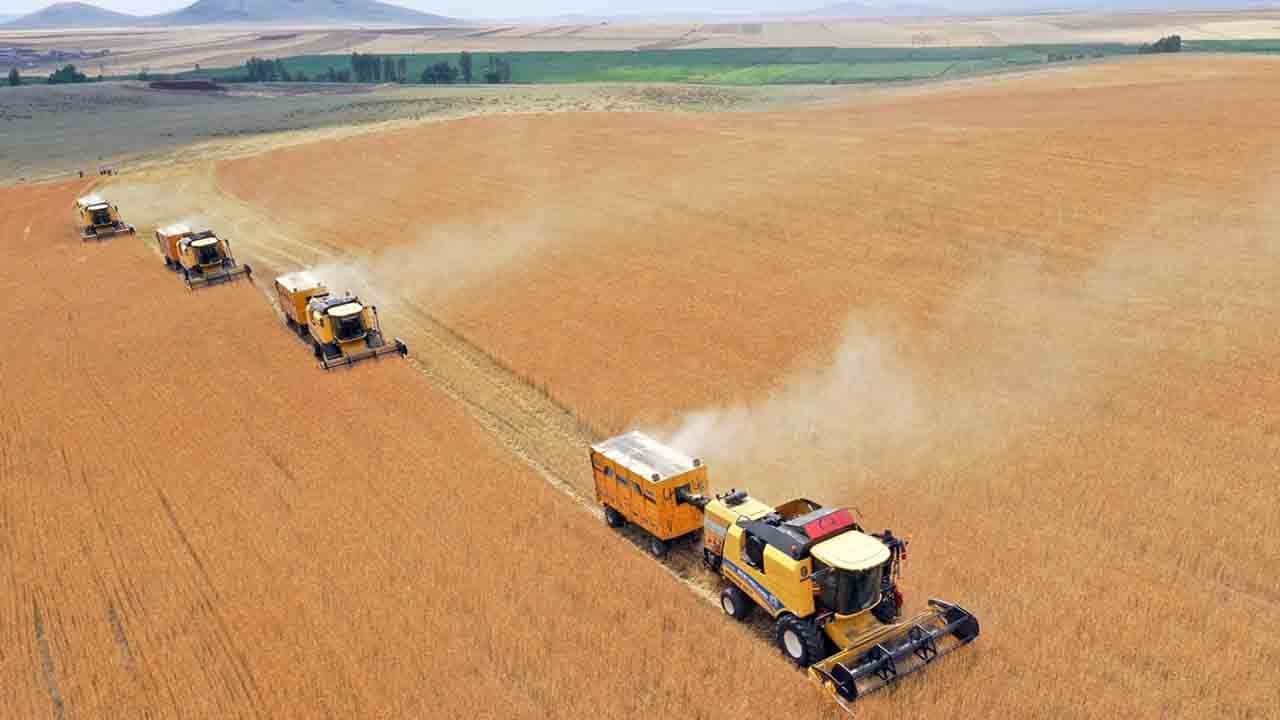 Kars toprağında yerli güç: Taner buğdayı
