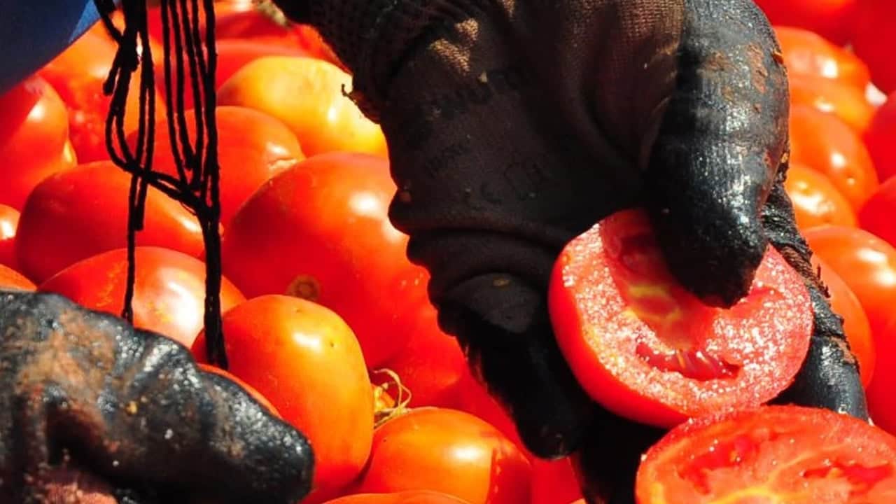 Foto - Kasa kasa alınan domates tezgahta mı yoksa buzdolabında mı saklanır? Sırrı ortaya çıktı tartışmaya neden oluyor