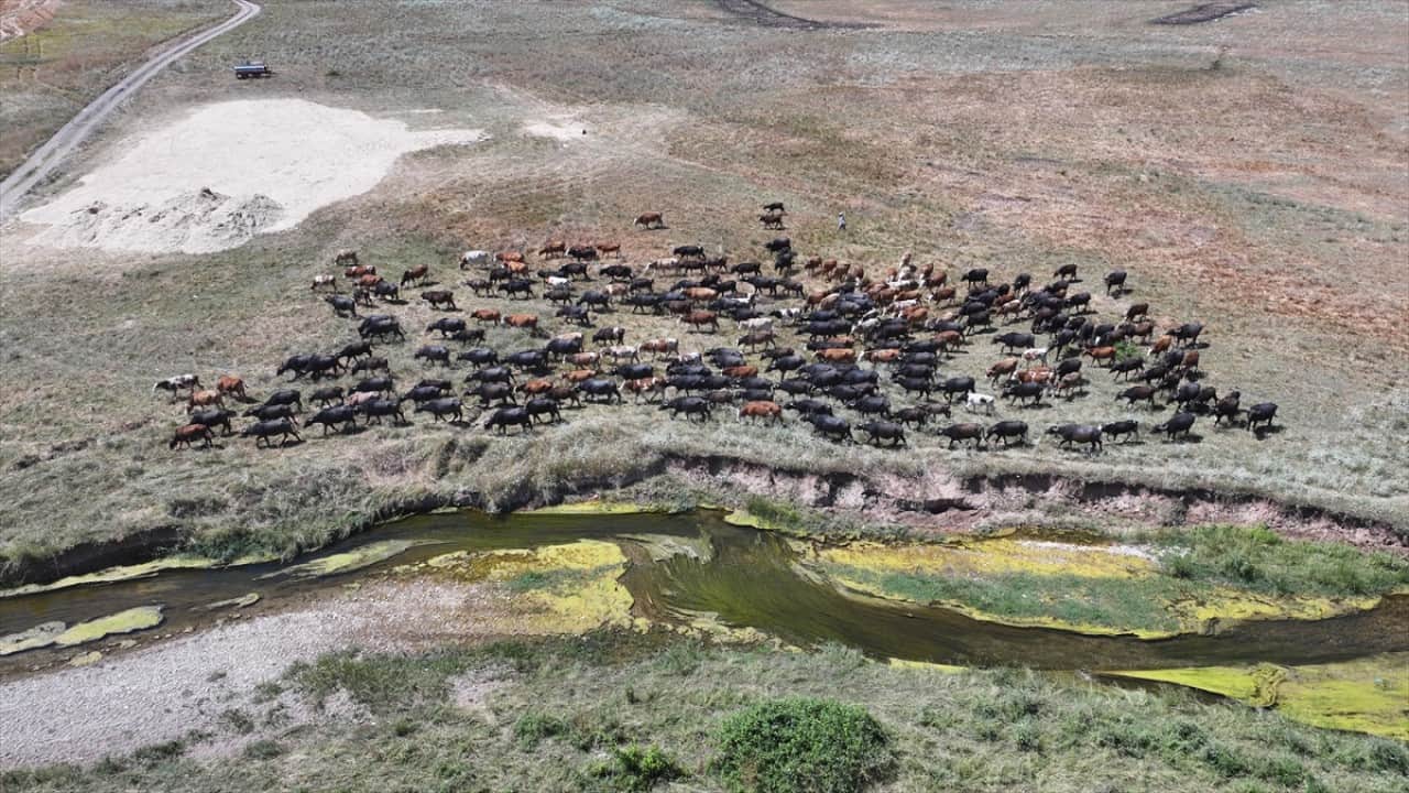 Foto - Kavurucu sıcaklıkta mandaların serinleten yolculuğu