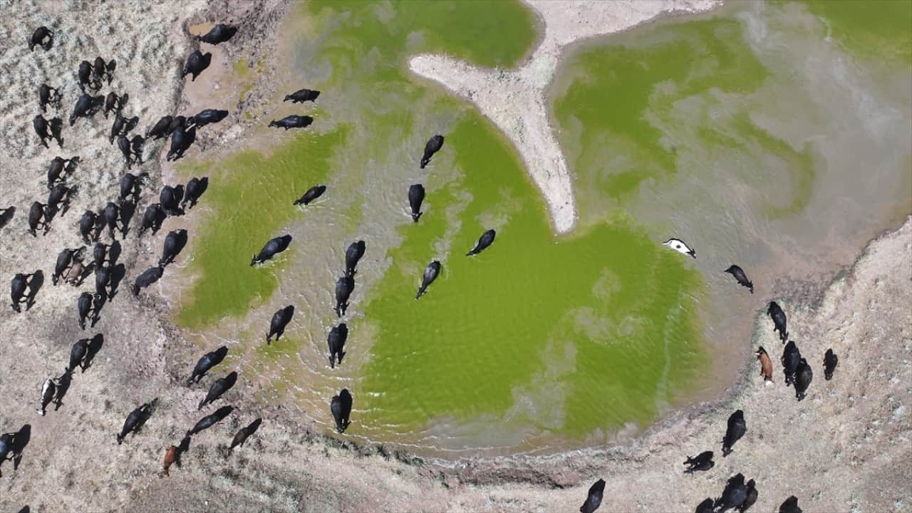 Foto - Kavurucu sıcaklıkta mandaların serinleten yolculuğu