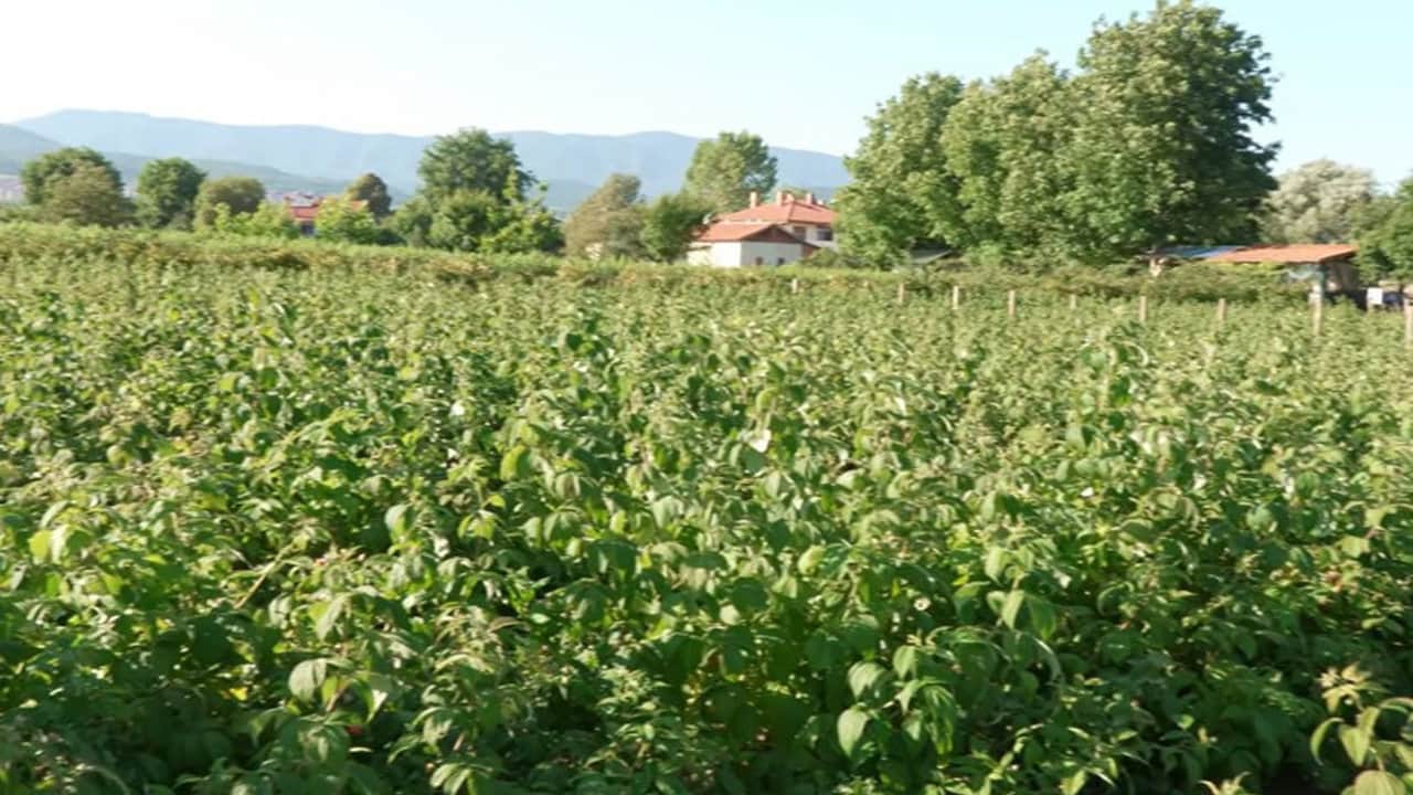 Foto - Kaymakamlık hayalinden vazgeçti, servetine servet kattı: "Kırmızı altın"la parasını 100’e katladı