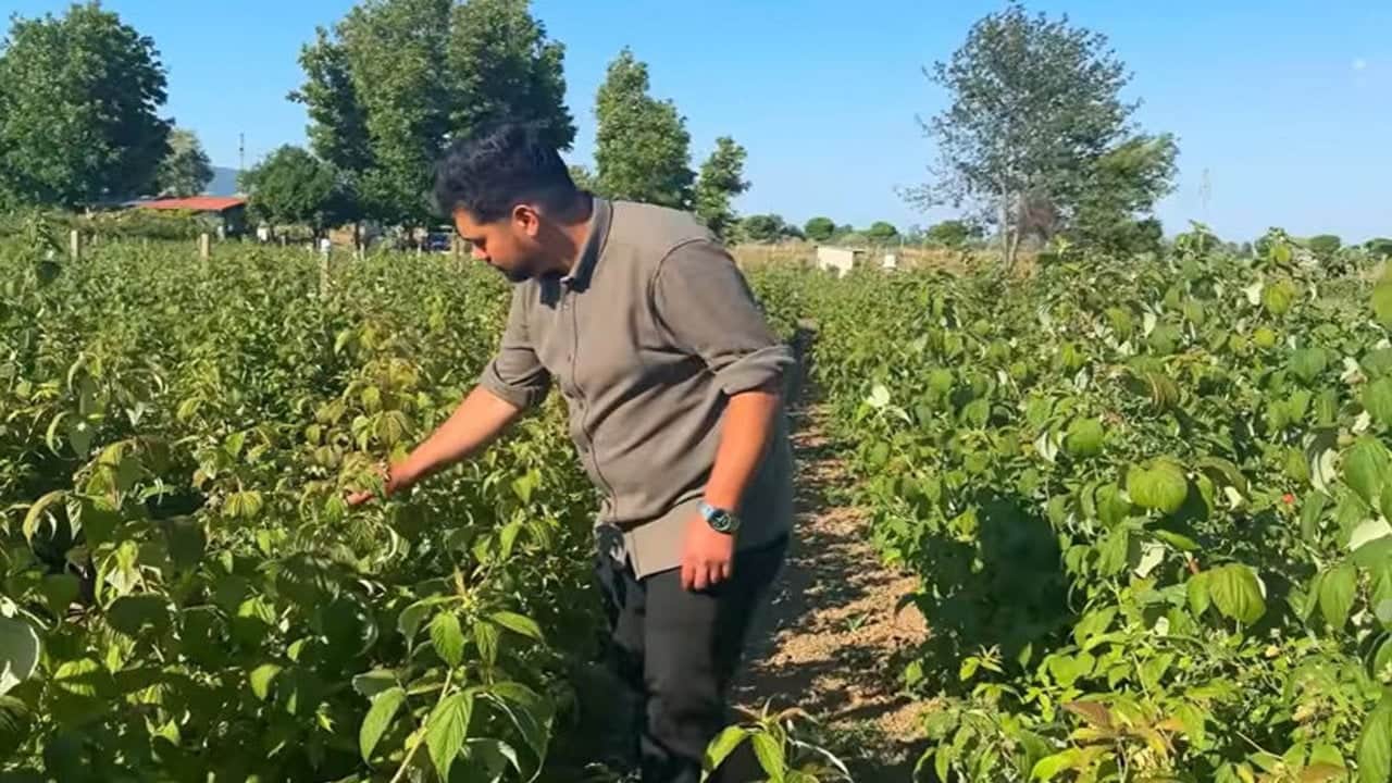 Kaymakamlık hayalinden vazgeçti, servetine servet kattı: "Kırmızı altın"la parasını 100’e katladı