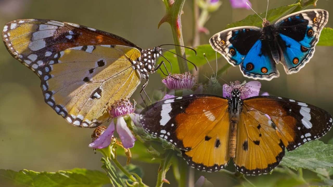 Foto - Kelebeklerden dünya için ürküten uyarı!