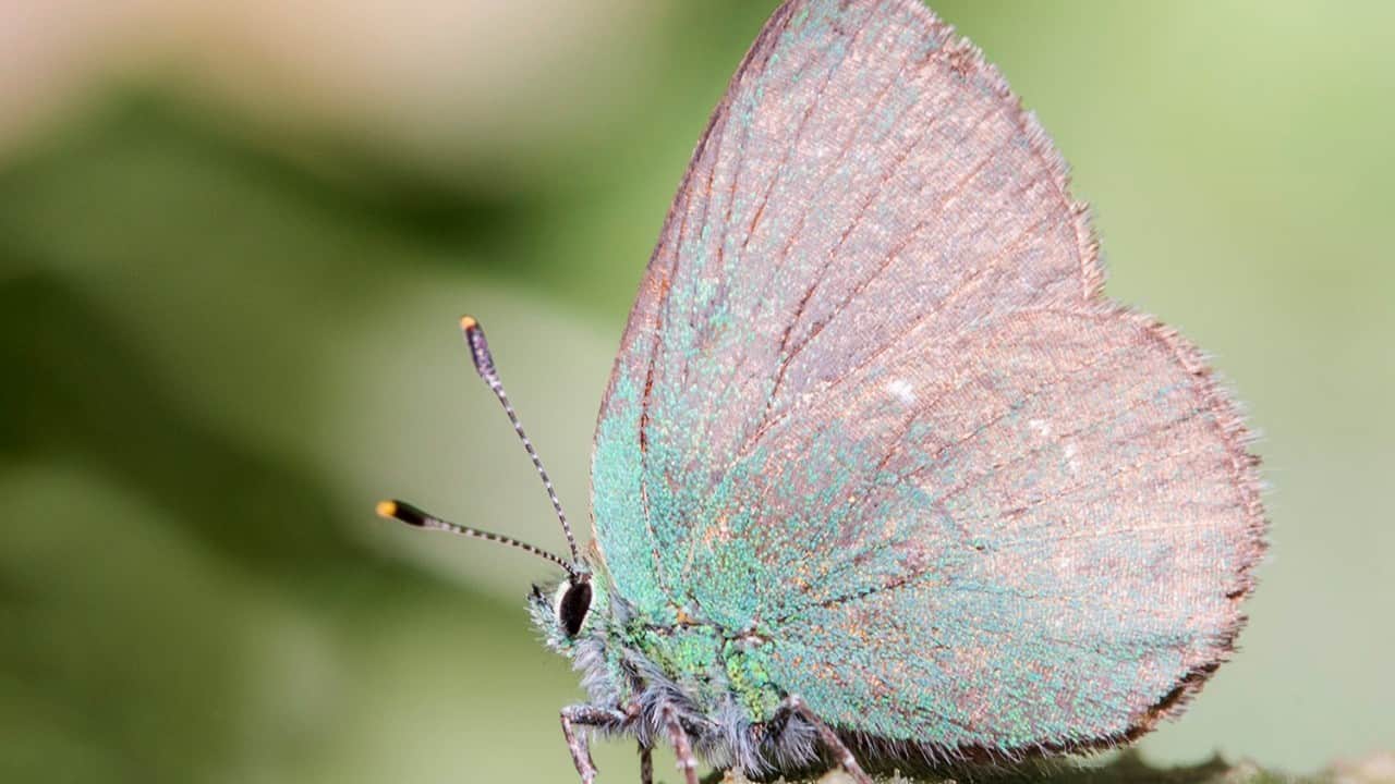 Foto - Kelebeklerden dünya için ürküten uyarı!