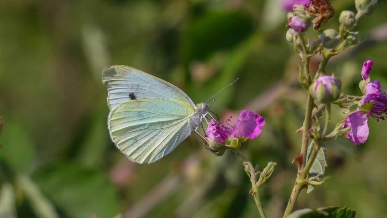 Foto - Kelebeklerden dünya için ürküten uyarı!