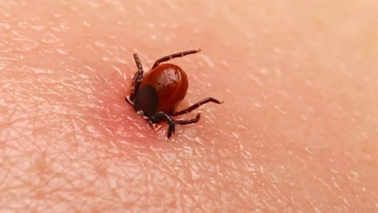 Kene ısırığı sonrası bu görüntü varsa dikkat