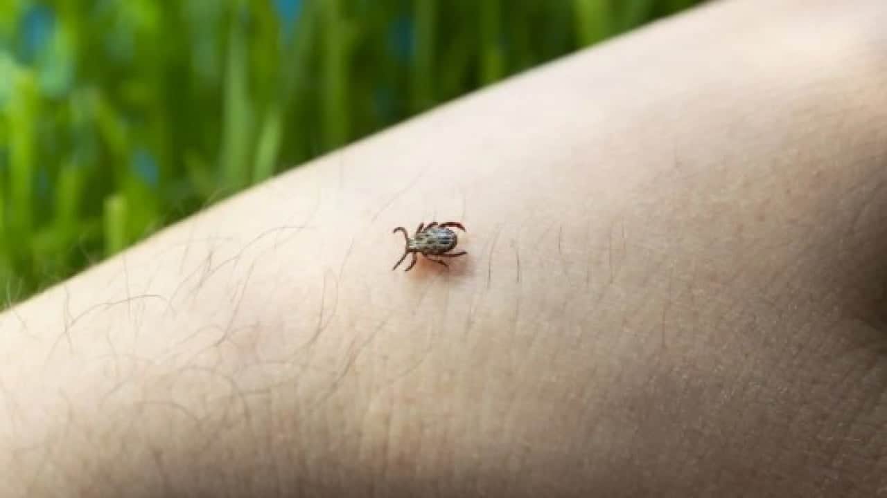 Foto - Kene ısırığı sonrası bu görüntü varsa dikkat