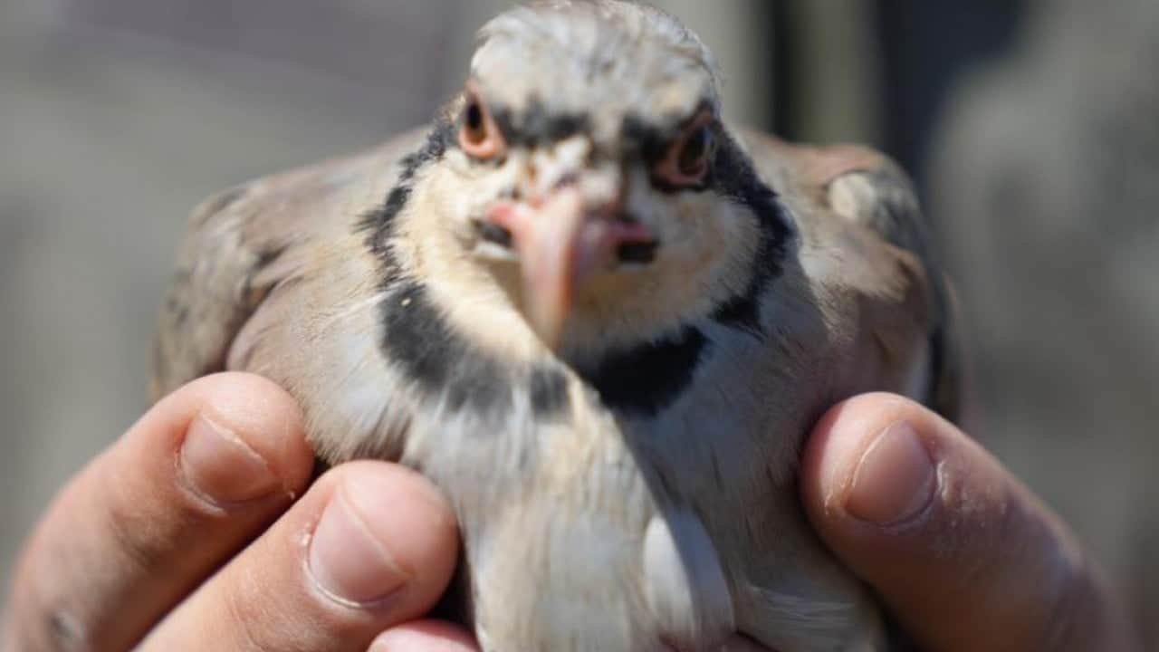 Foto - Kene sorununa kökten çözüm! Avcı keklikler doğaya salındı