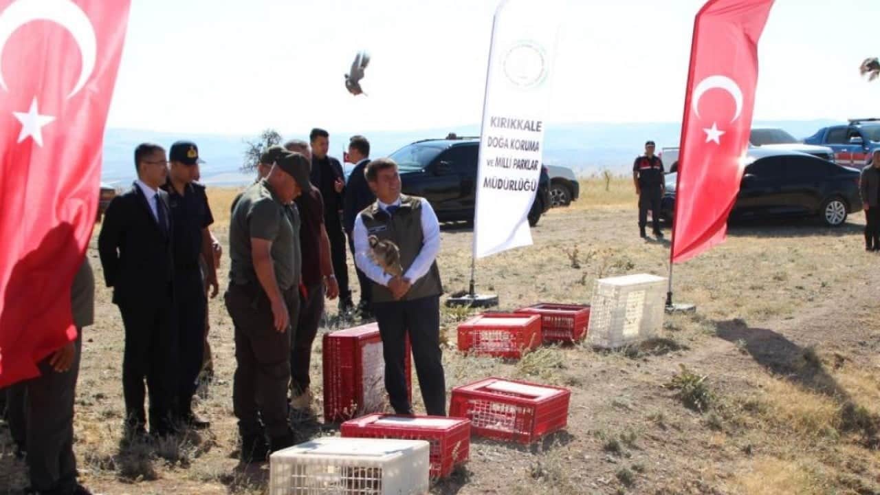 Foto - Kene sorununa kökten çözüm! Avcı keklikler doğaya salındı