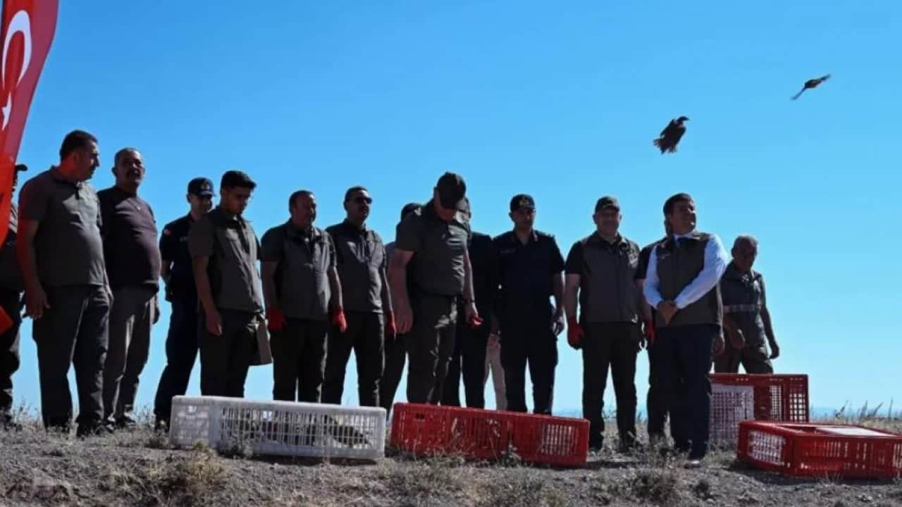 Foto - Kene sorununa kökten çözüm! Avcı keklikler doğaya salındı