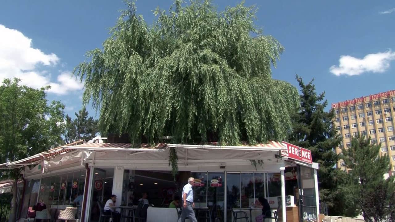 Foto - Kesmeye kıyamadı, işletmesinin simgesi oldu! Salkım söğüdü ile gelen bereket