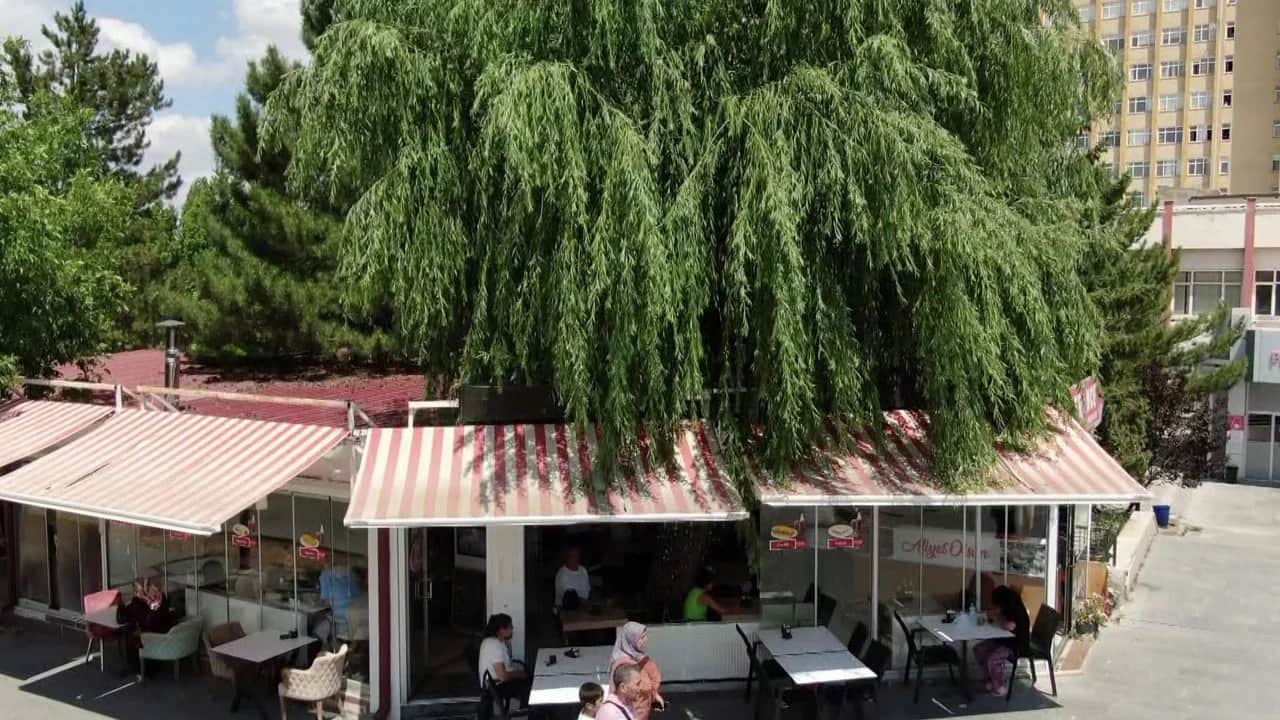 Kesmeye kıyamadı, işletmesinin simgesi oldu! Salkım söğüdü ile gelen bereket