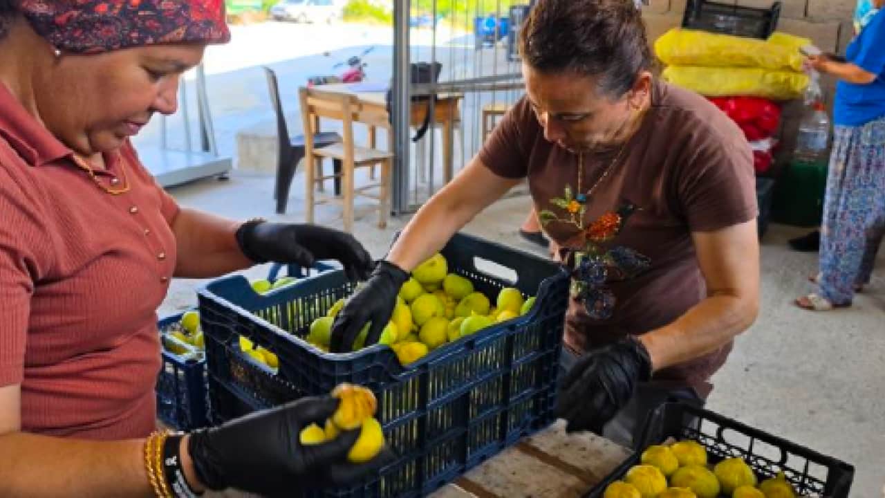 Foto - Aromasıyla tadı damakta kalıyor: Kilosu 150 TL'den satılıyor!