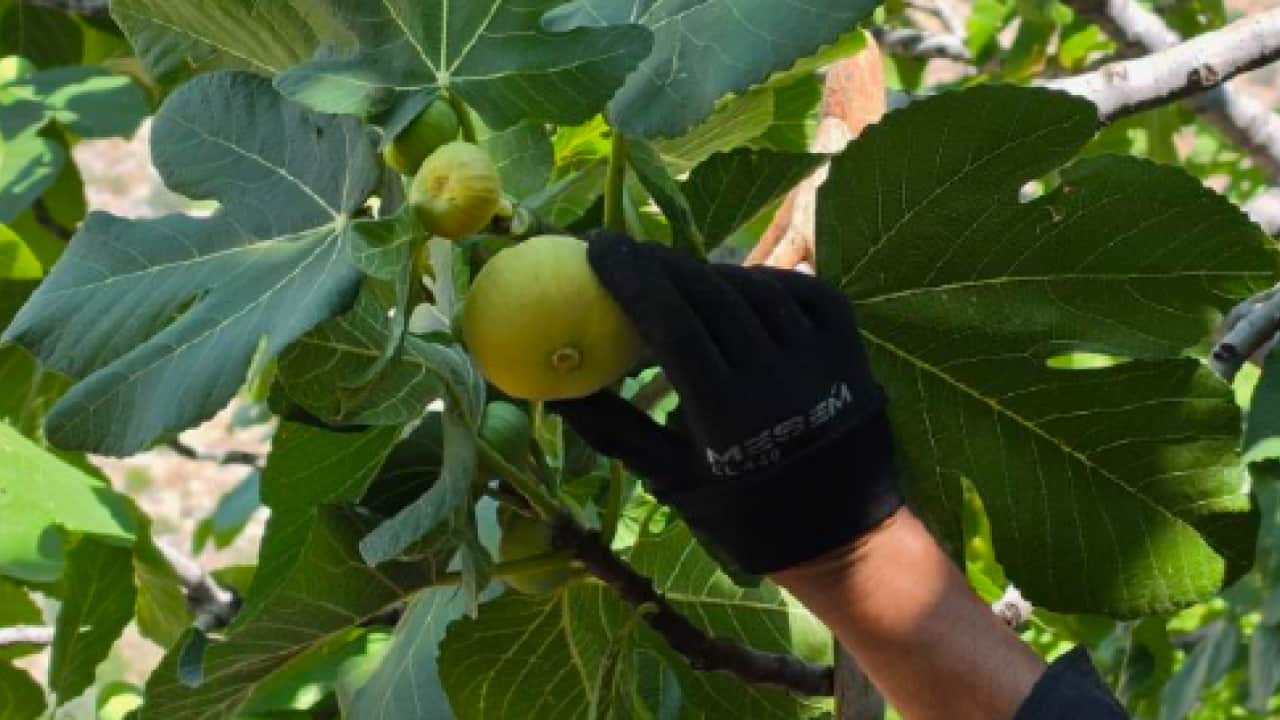 Foto - Aromasıyla tadı damakta kalıyor: Kilosu 150 TL'den satılıyor!