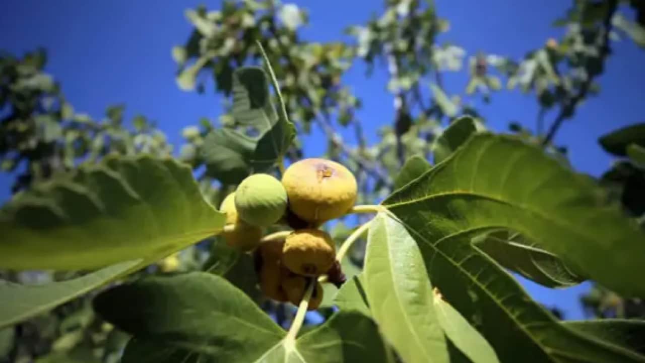 Aromasıyla tadı damakta kalıyor: Kilosu 150 TL'den satılıyor!
