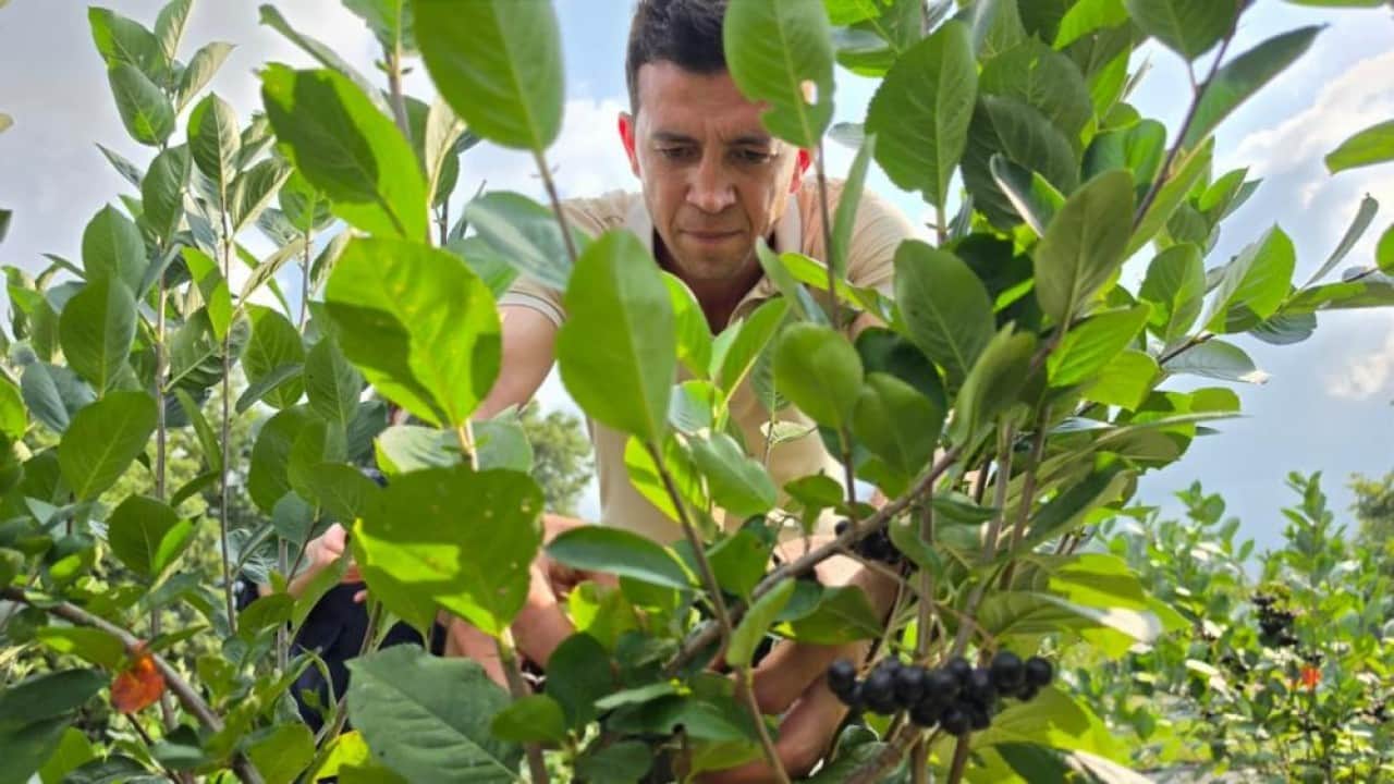 Foto - Kilosu 400 liradan satılıyor Şifa deposu Aronya için ilk hasat