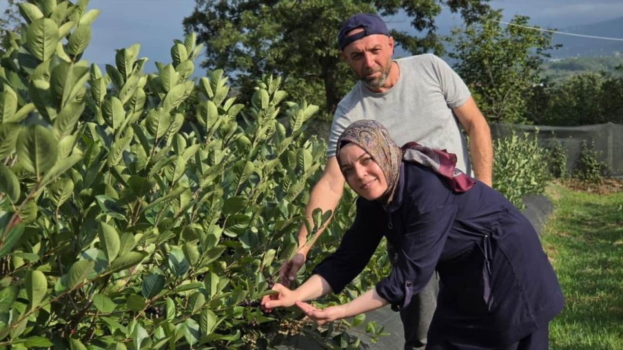 Foto - Kilosu 400 liradan satılıyor Şifa deposu Aronya için ilk hasat