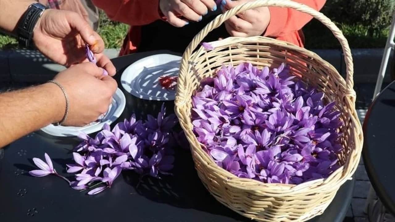 Foto - Kilosu 800 bin liraya ulaştı! Jandarma, "kırmızı altın" için tarlalarda 24 saat silahlı nöbet tutuyor