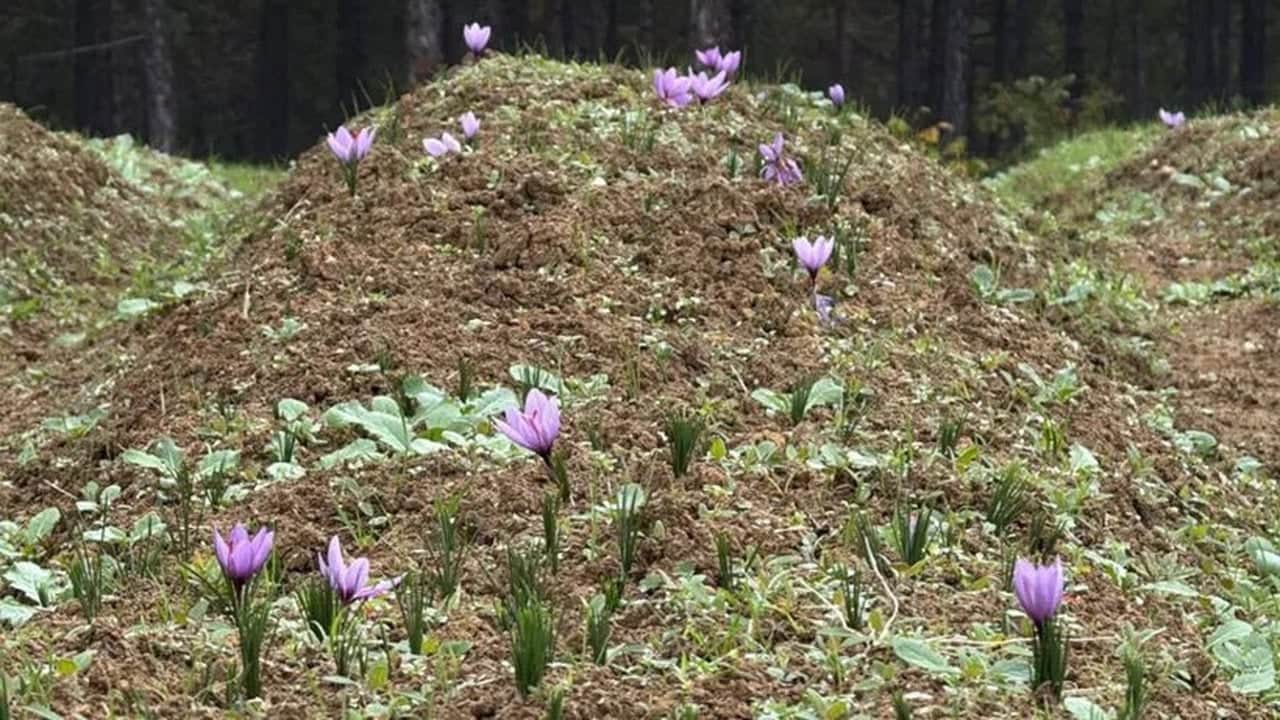 Foto - Kilosu 800 bin liraya ulaştı! Jandarma, "kırmızı altın" için tarlalarda 24 saat silahlı nöbet tutuyor