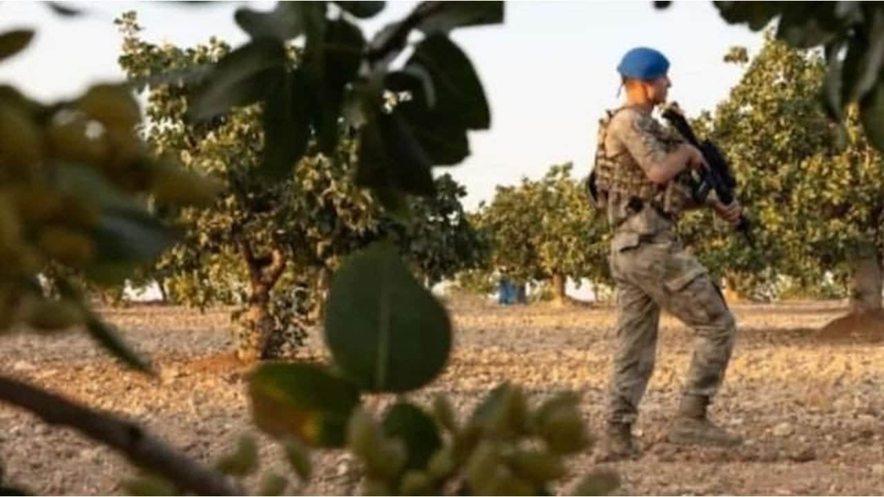 Kilosu 800 bin liraya ulaştı! Jandarma, "kırmızı altın" için tarlalarda 24 saat silahlı nöbet tutuyor