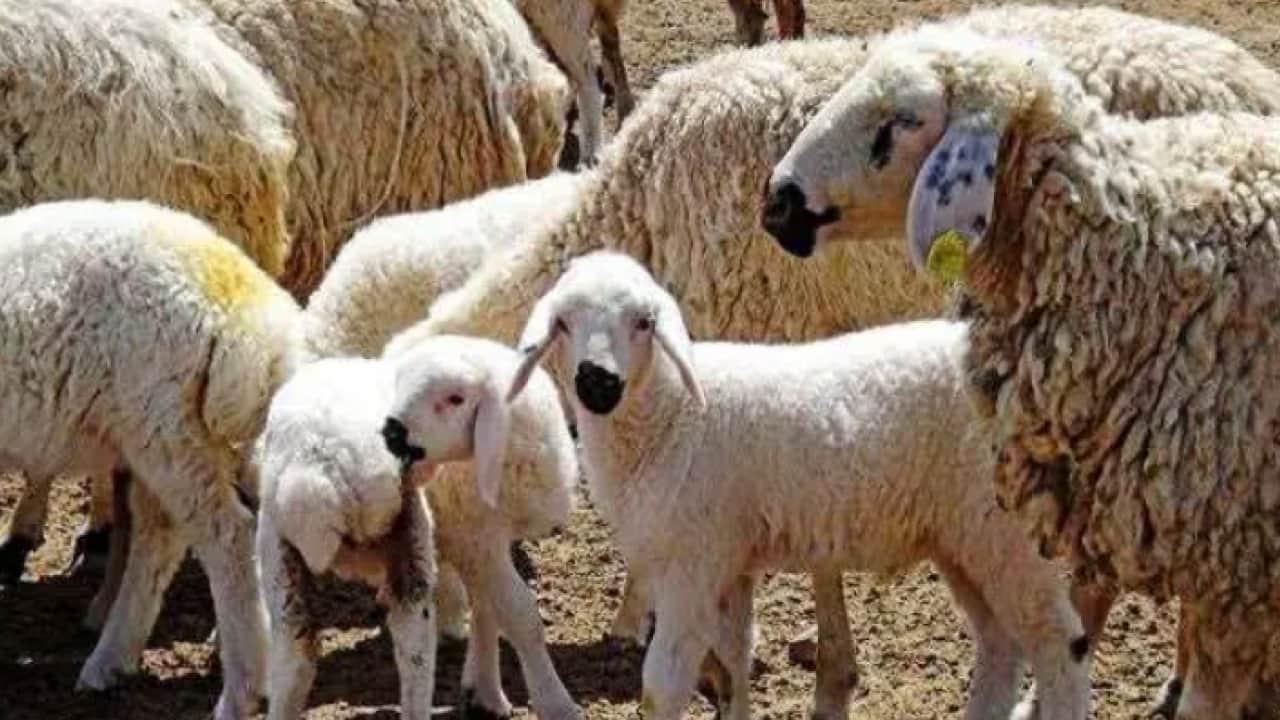 Kimsenin yüzüne bakmadığı meslek: Aylık 250 bin lira kazandırıyor!