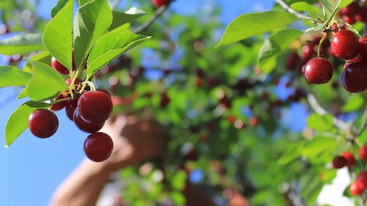 Foto - Asla eksik etmeyin: Vücudu kansere karşı koruyor... Damar sertliğini önlüyor