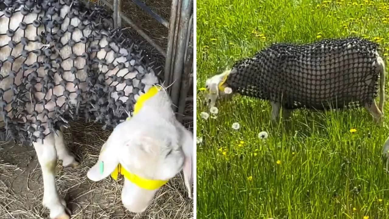 Koyunları kurttan korumak için çivili zırh giydirdiler 