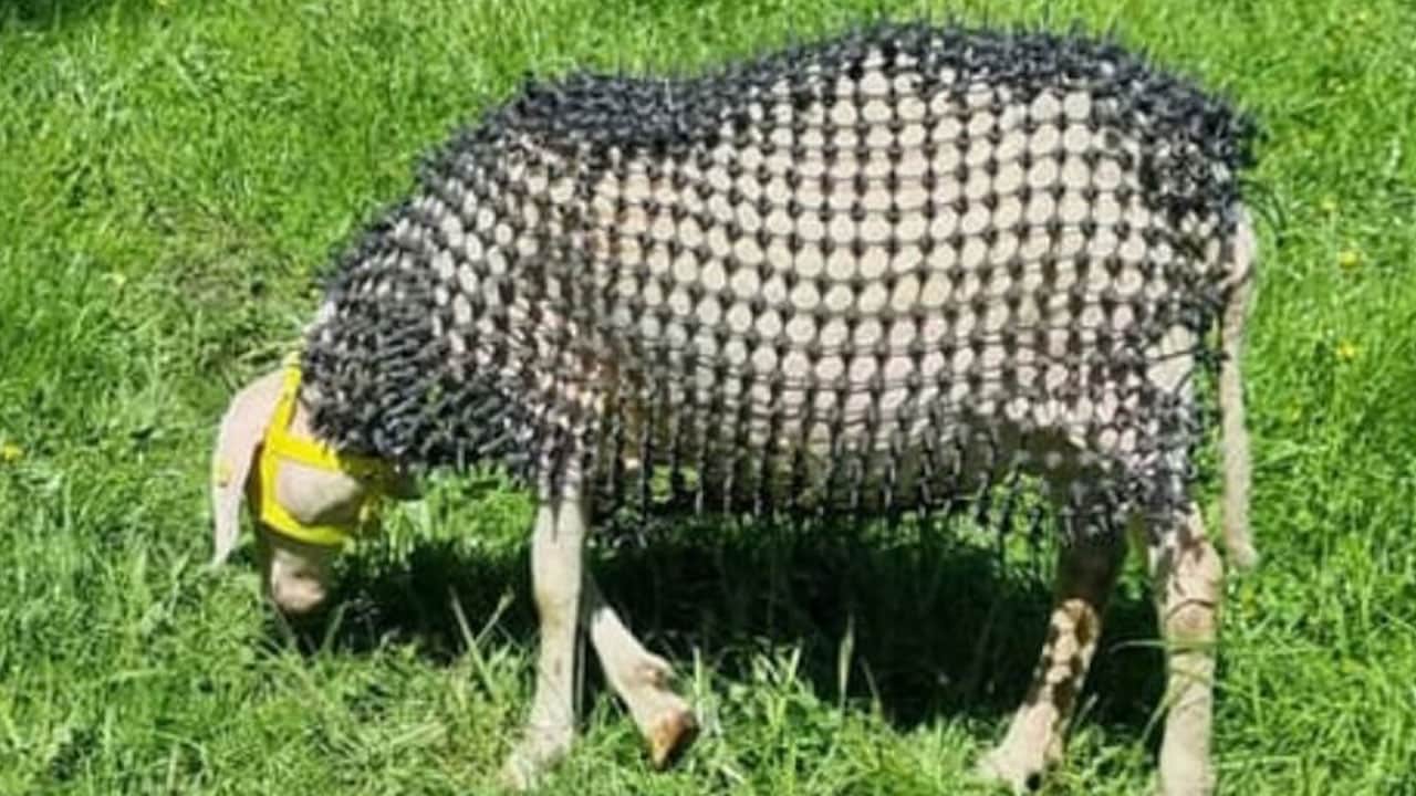 Foto - Koyunları kurttan korumak için çivili zırh giydirdiler 
