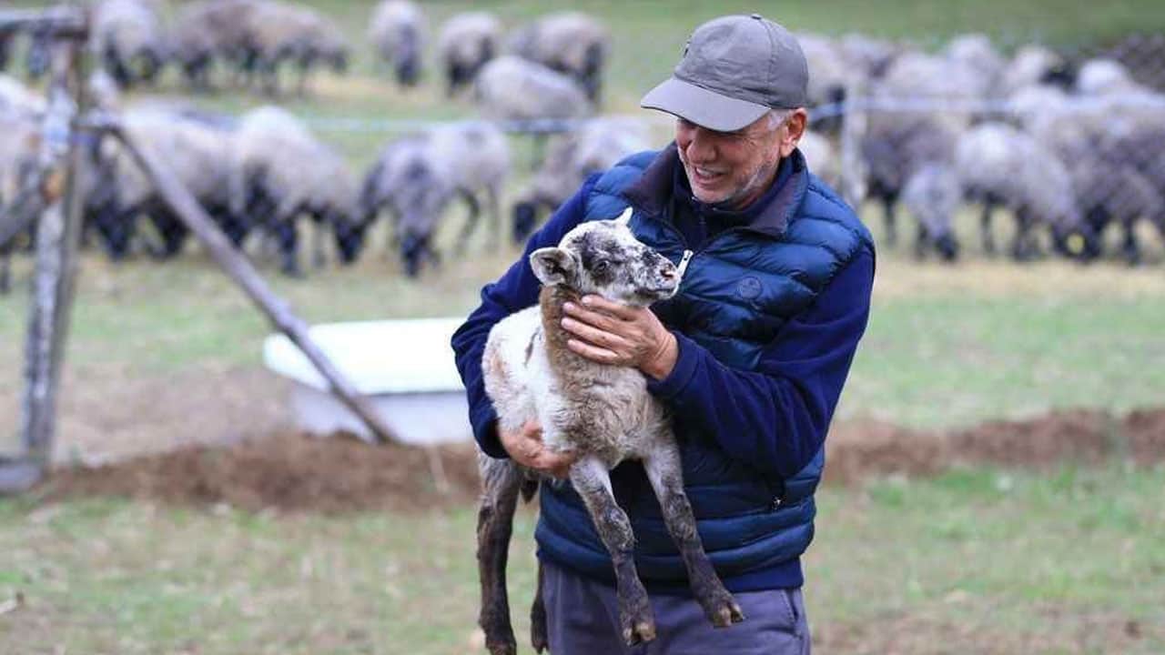 Foto - Koyunları kurttan korumak için çivili zırh giydirdiler 