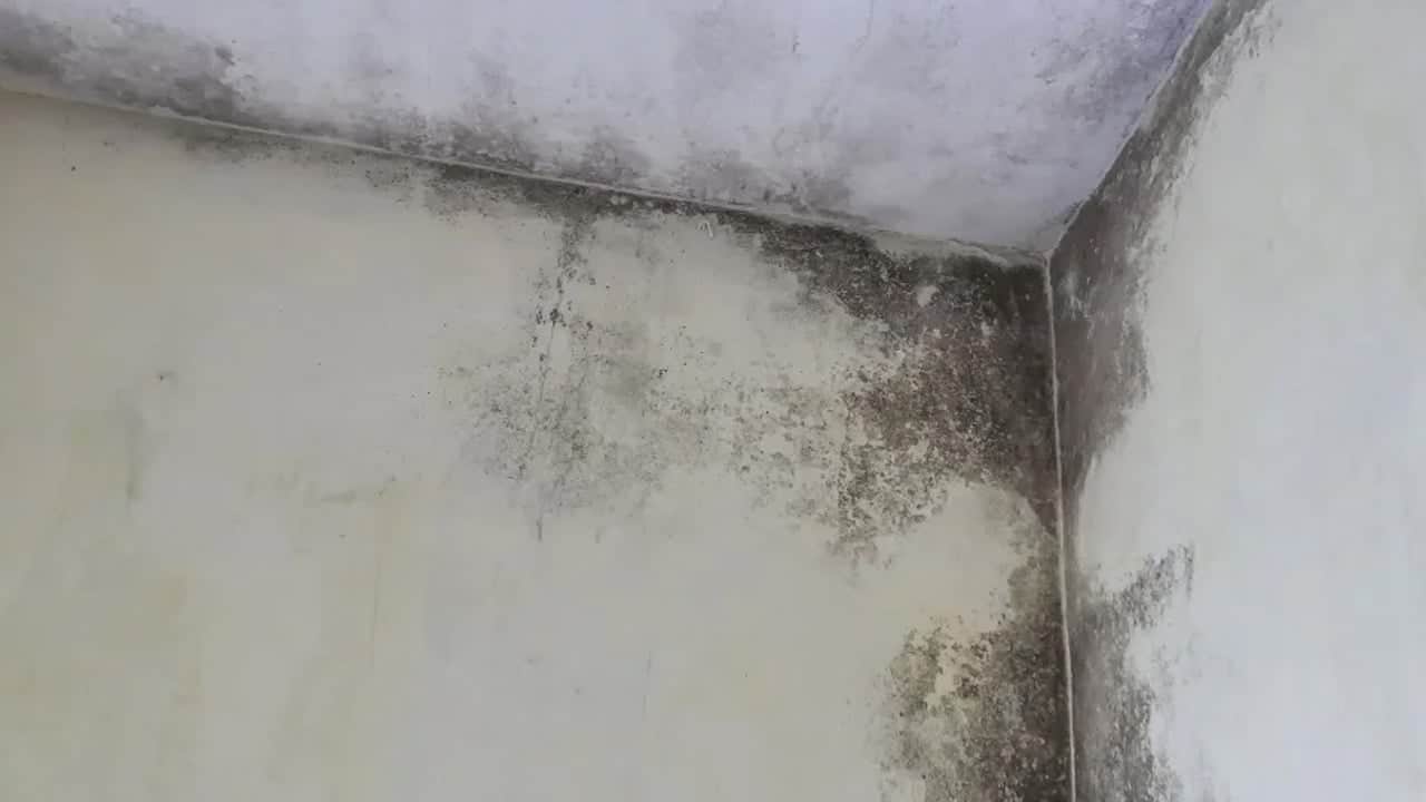 Küf diye hafife almayın: Ölümcül hastalıklara neden oluyor! Lütfen hemen doktora başvurup önlem alın