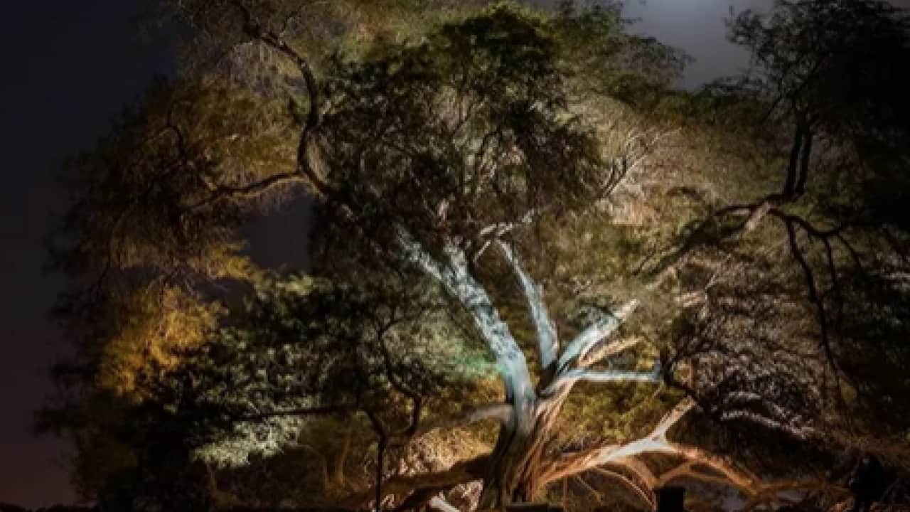 Foto - Kumlu bir tepenin üzerinde direkt tek başına duruyor: Çölün ortasında 440 yıllık mucize!