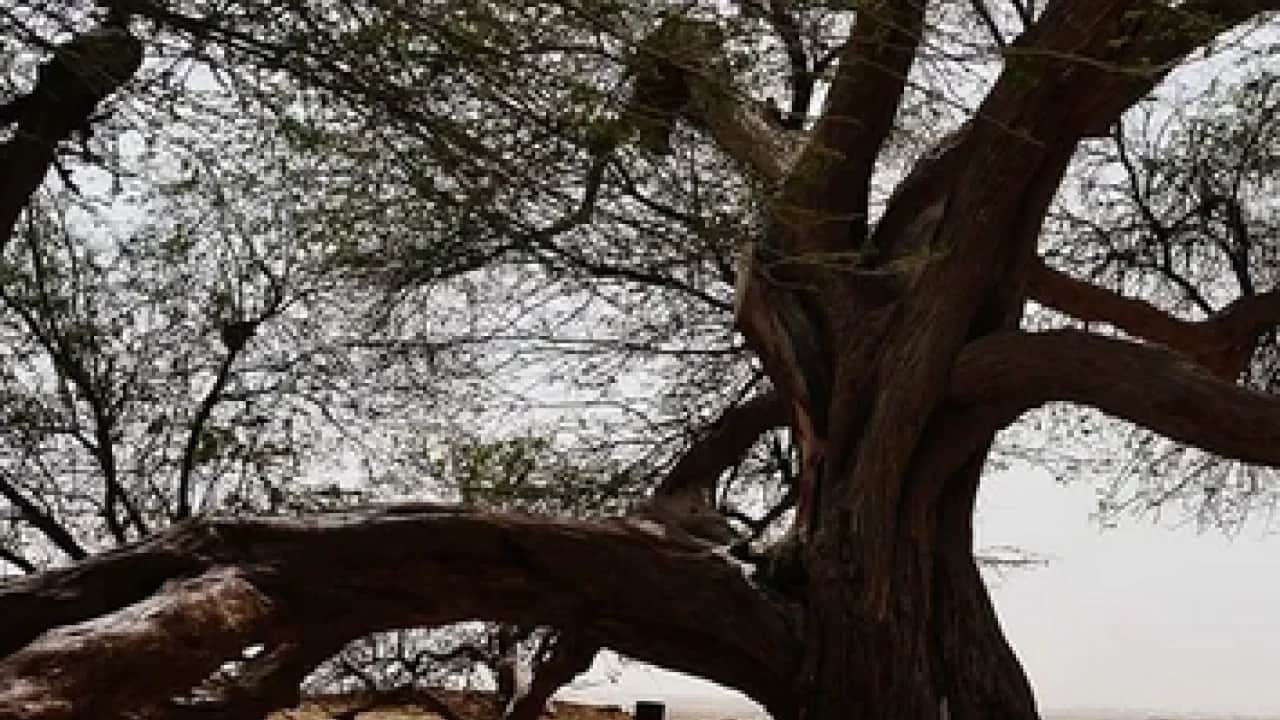 Kumlu bir tepenin üzerinde direkt tek başına duruyor: Çölün ortasında 440 yıllık mucize!