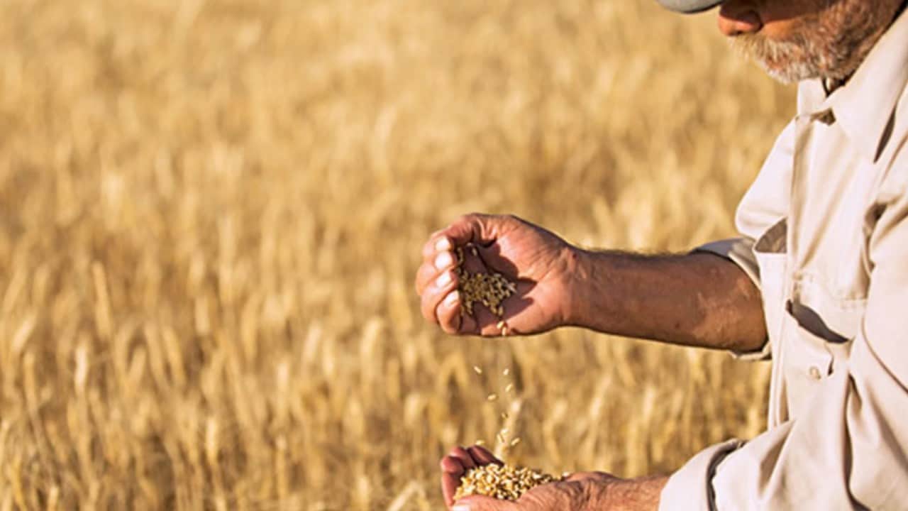 Foto - Küresel tahıl fiyatları arttı!