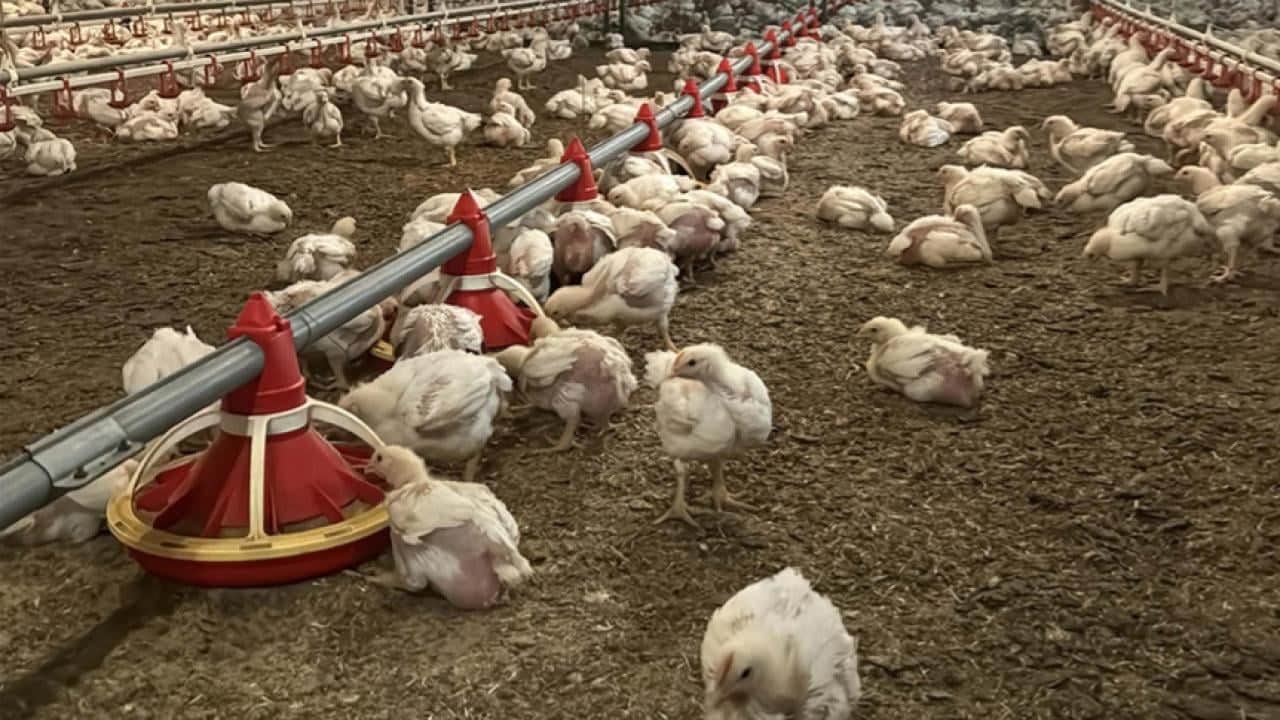 Foto - Kuş gribi alarmı! Kümes hayvanlarını kapalı alanlara taşıyorlar