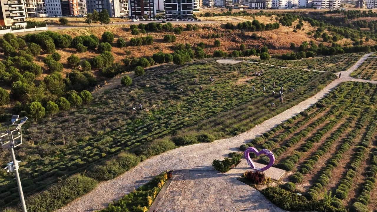 Foto - Litresi 8 bin liraya çıktı! Güle oynaya hasat ettiler