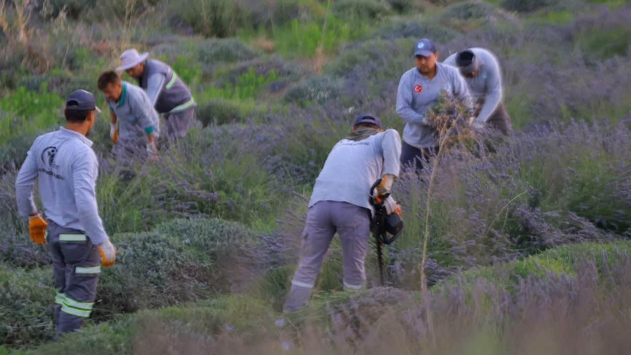 Foto - Litresi 8 bin liraya çıktı! Güle oynaya hasat ettiler