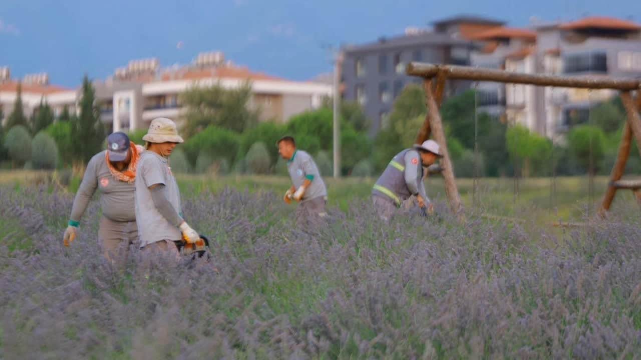 Foto - Litresi 8 bin liraya çıktı! Güle oynaya hasat ettiler