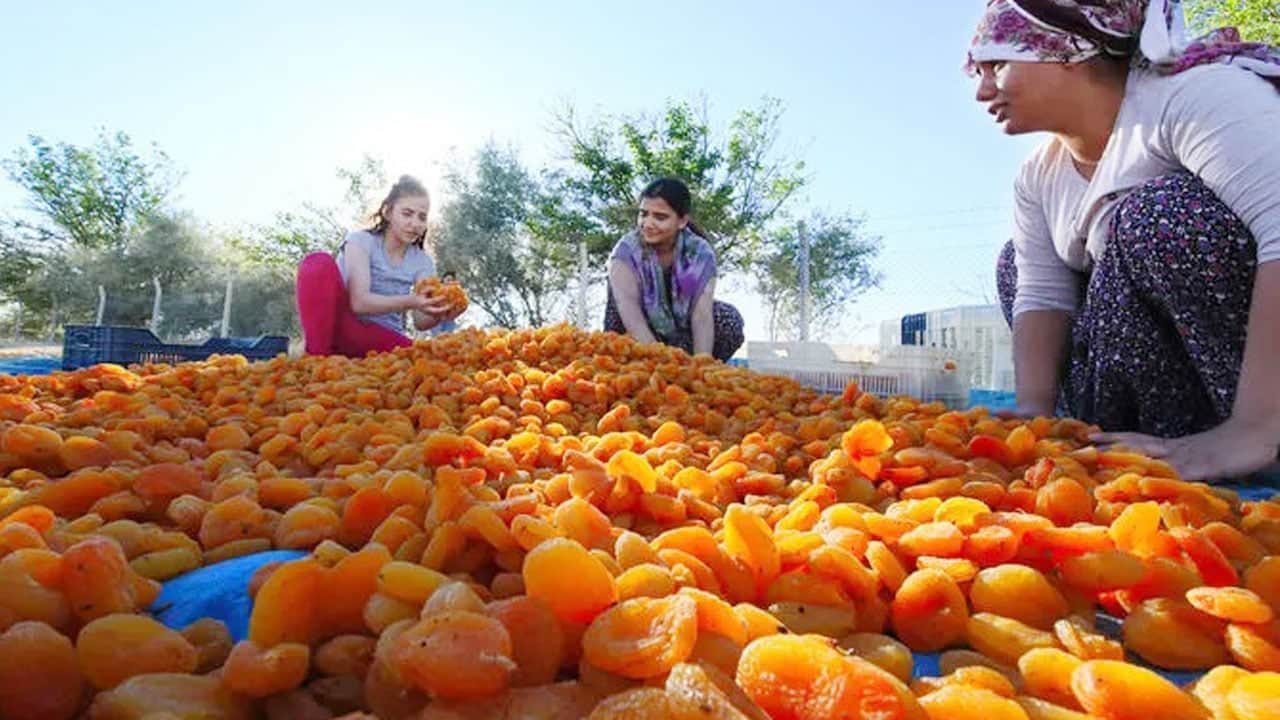 Foto - Malatyalılar bu makineyi çok sevecek! Karşınızda ‘Kayısı Patik Makinesi’: Tek başına günde 2 ton üretiyor..