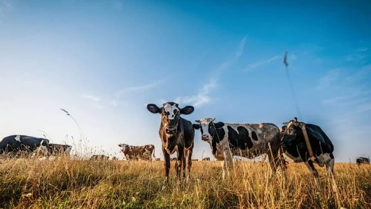 Foto - Maliyetler hızla düşüyor Çiftçilerin yeni mühendisi yapa zeka