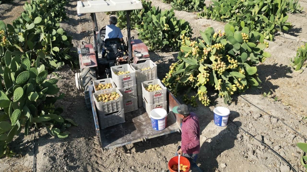 Foto - Mersin’de dikenli incir hasadı Toplaması çok zahmetli yemesi kolay