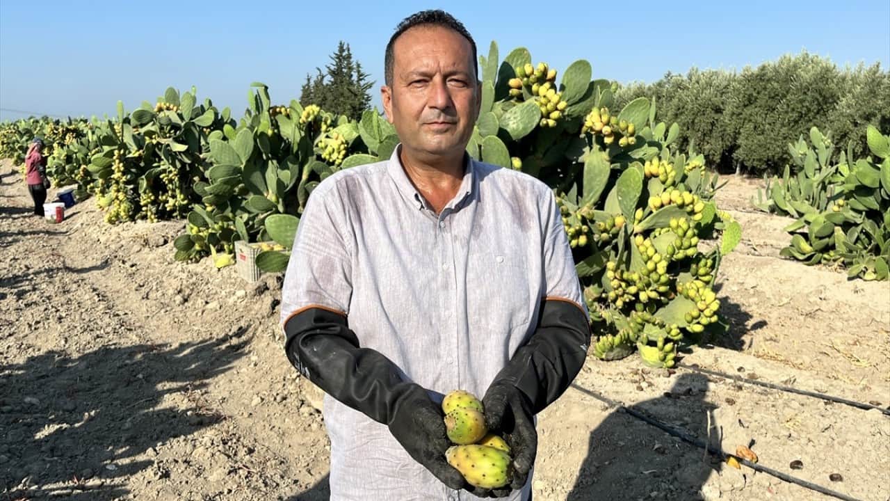 Foto - Mersin’de dikenli incir hasadı Toplaması çok zahmetli yemesi kolay
