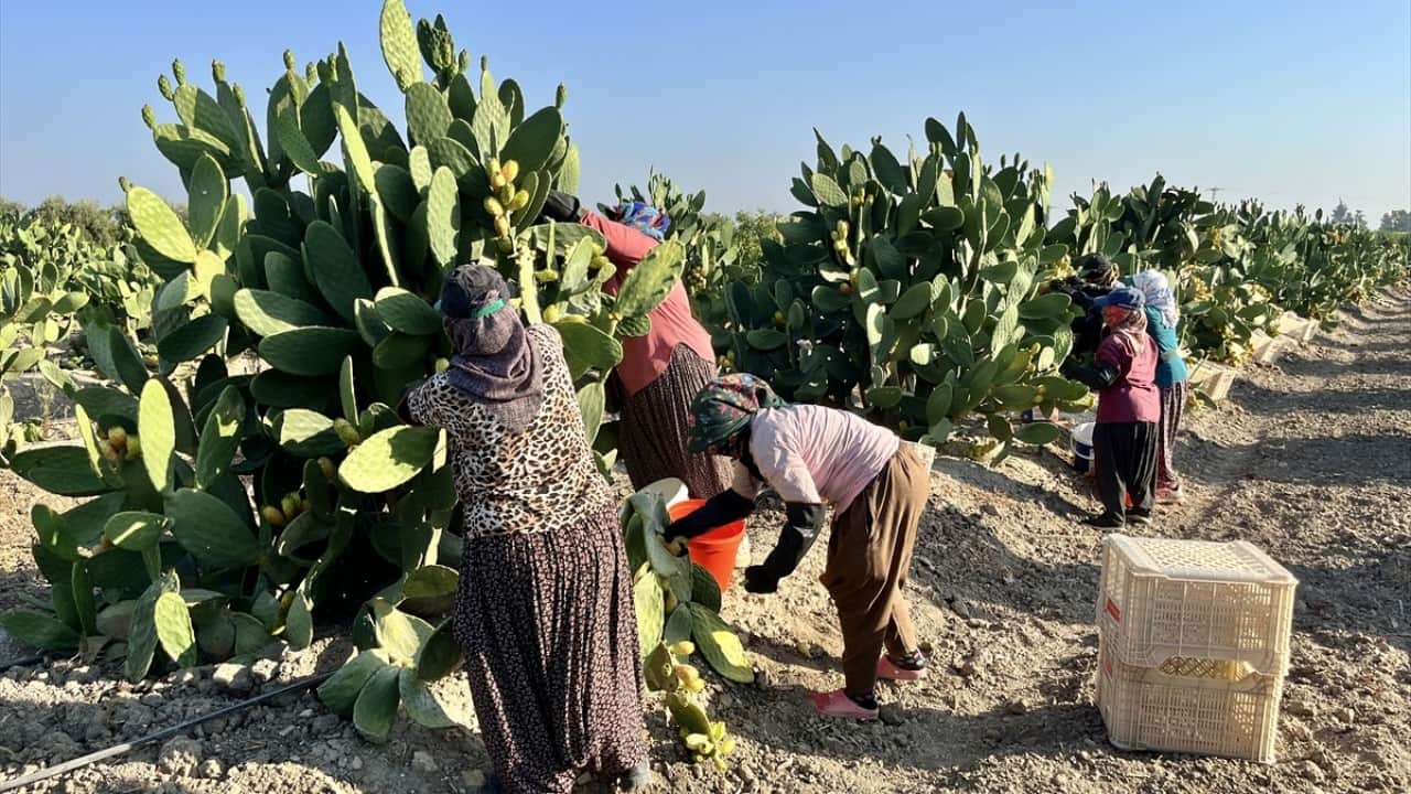 Foto - Mersin’de dikenli incir hasadı Toplaması çok zahmetli yemesi kolay