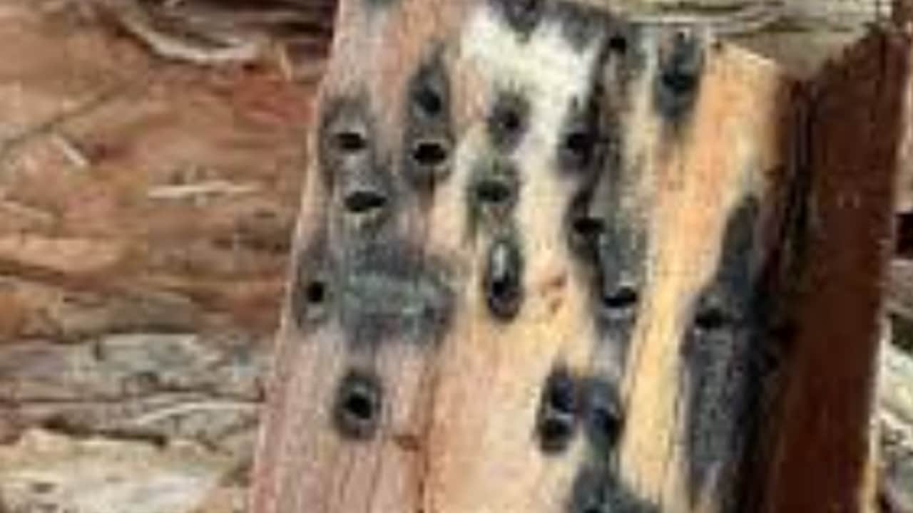 Foto - Milyarlar harcayan ülkeler bile çaresiz kaldı, şimdi de Türkiye’ye sızdı! Her şeyi anında yok ediyor