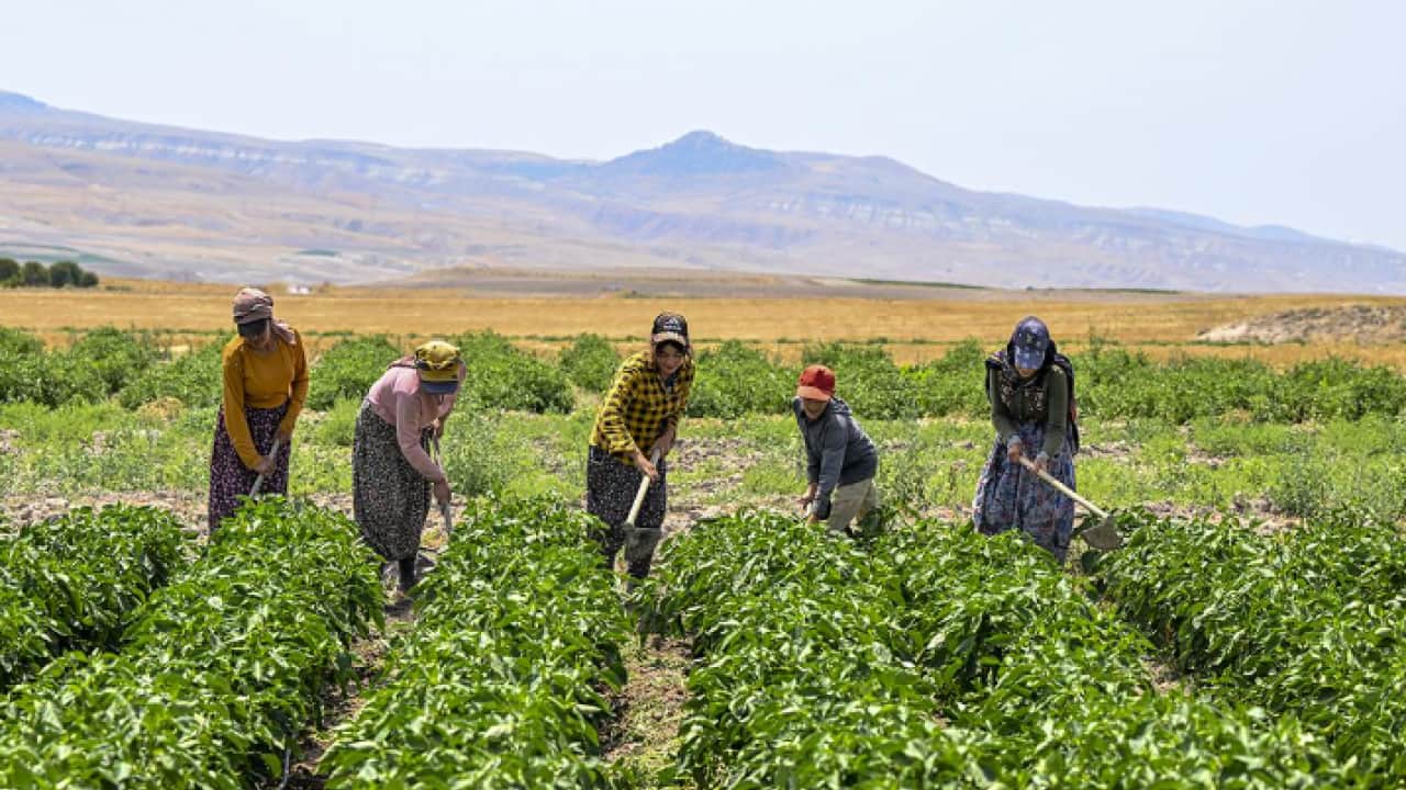 Foto - Milyonlarca çiftçiyi ilgilendiriyor! 6 aylık destek ödemesi belli oldu