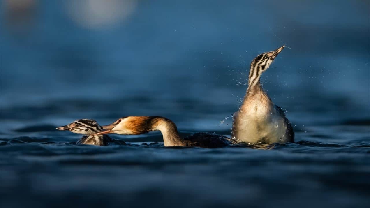 Foto - Nadir su kuşu: Bahri! Yavrularına avlanmayı böyle öğretiyor 