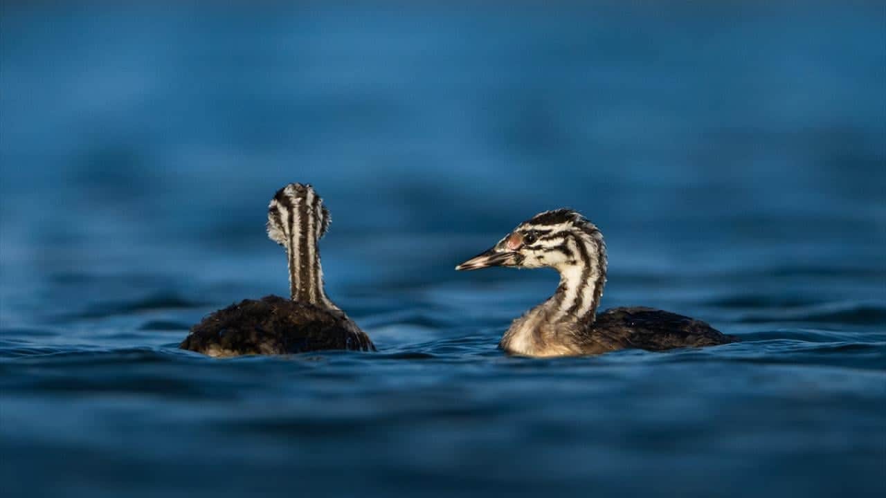 Foto - Nadir su kuşu: Bahri! Yavrularına avlanmayı böyle öğretiyor 