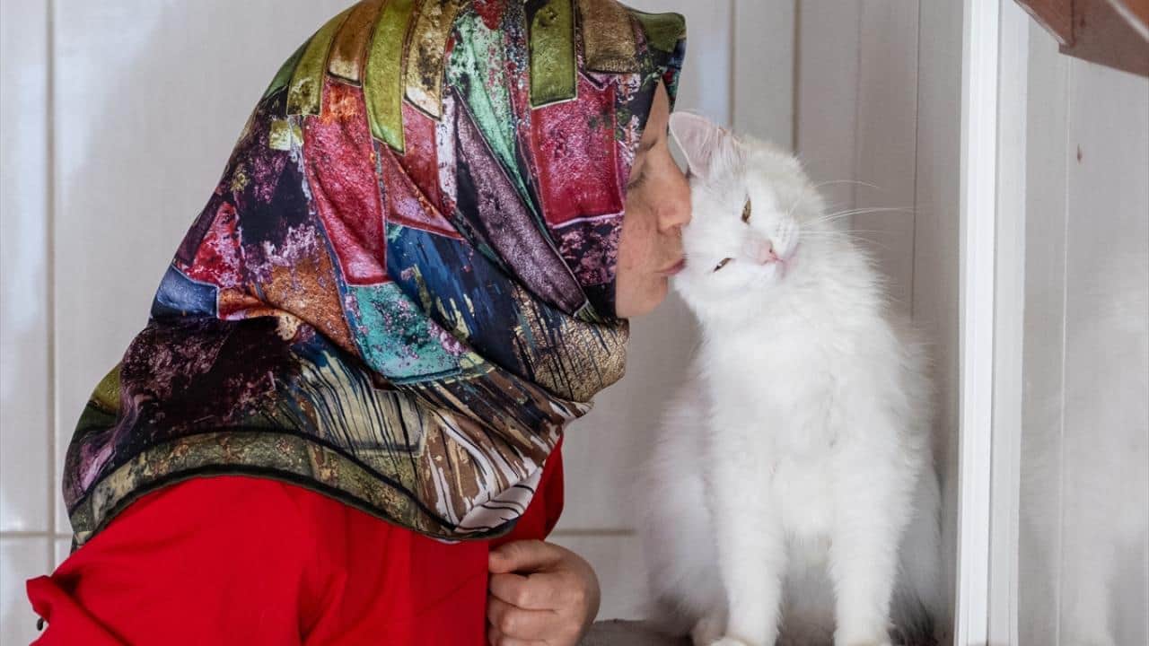 Foto - NATO Zirvesi'nde gündem olmuştu! Ankara kedileri 27 ülkeden canlı izleniyor