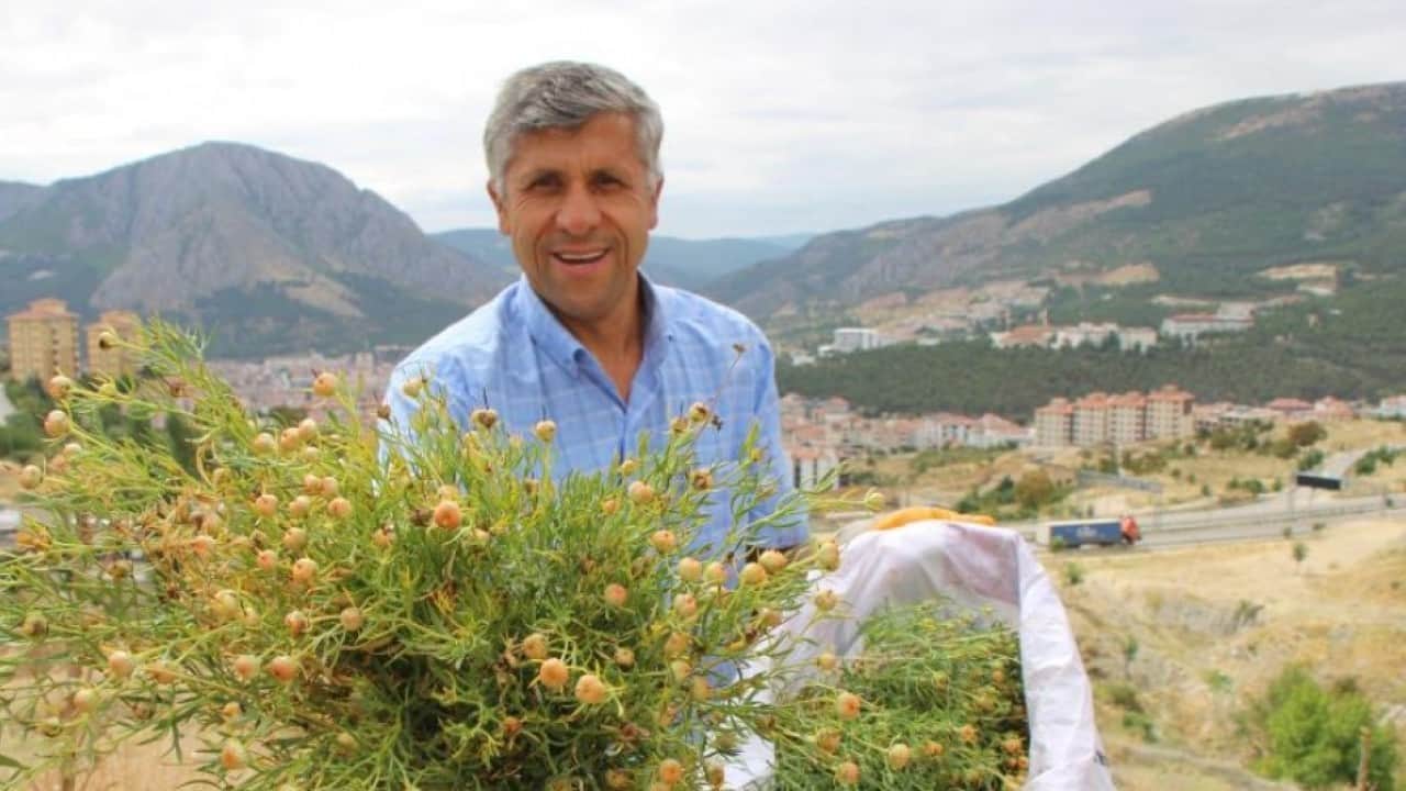 Foto - Nazardan koruduğuna inanılan bitki ilgi odağı oldu