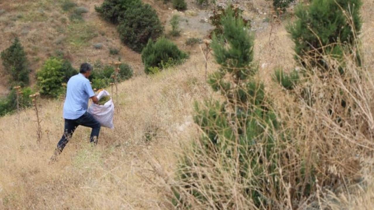 Foto - Nazardan koruduğuna inanılan bitki ilgi odağı oldu